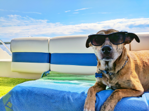 Utazás kutyával - mire figyeljünk repülőjegy vásárlásnál?
