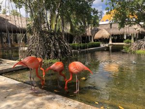 SzigetTravel Mexikó flamingó